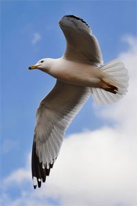 seagull seagull