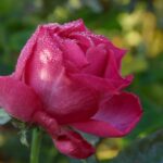 The ‘Mary’ Month of May